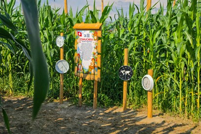Labirynt w Polu Kukurydzy Zator - bilet ulgowy dla 1 osoby