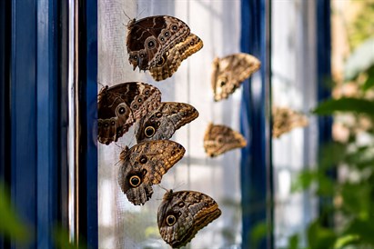 Muzeum Żywych Motyli - Zakopane