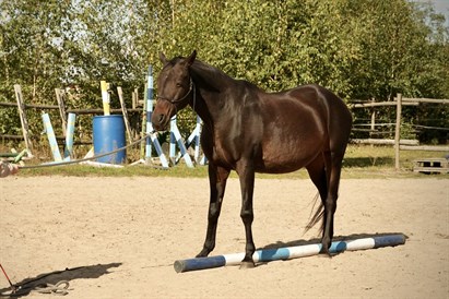 Sesja rozwojowa HAE w asyście koni – Osada Przygoda pod Warszawą