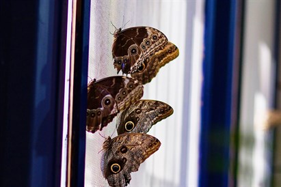 Muzeum Żywych Motyli w Gdańsku - bilet dla 1 osoby