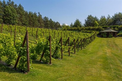 Romantyczna kolacja z winem w Winnicy Warmińskiej