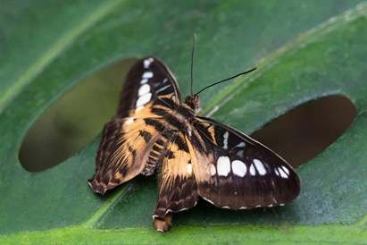 Motylarnia w Mielnie - egzotyczna podróż wśród żywych motyli