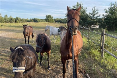Spacer z końmi pod Warszawą: 1-2,5 h relaksu na łonie natury