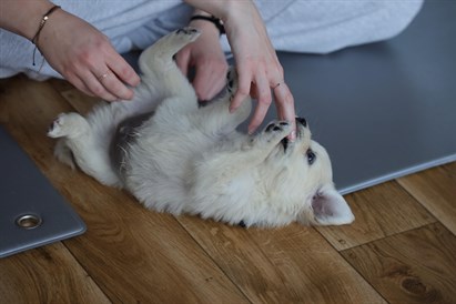 Puppy Yoga Warszawa: joga ze szczeniakami dla 1 lub 2 osób