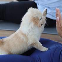 Puppy Yoga Warszawa: joga ze szczeniakami dla 1 lub 2 osób
