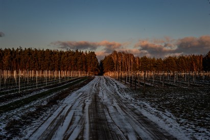 Romantyczne zwiedzanie Winnicy Dwórzno z degustacją - mazowiecka Toskania dla dwojga