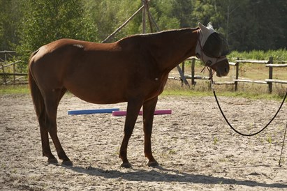 Sesja rozwojowa HAE w asyście koni – Osada Przygoda pod Warszawą