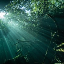 Nurkowanie w zatopionym lesie - Konin – niezwykła przygoda!