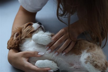 Puppy Yoga Warszawa: joga ze szczeniakami dla 1 lub 2 osób