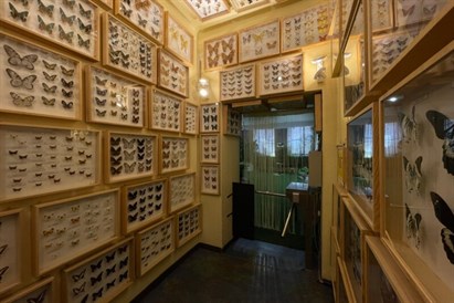 Muzeum żywych Motyli w House of Attraction w Krakowie