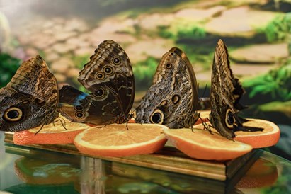 Muzeum Żywych Motyli w Gdańsku - bilet dla 1 osoby
