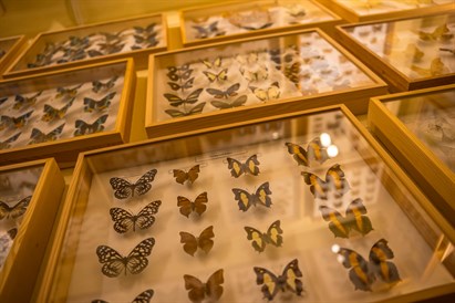 Muzeum żywych Motyli w House of Attraction w Krakowie
