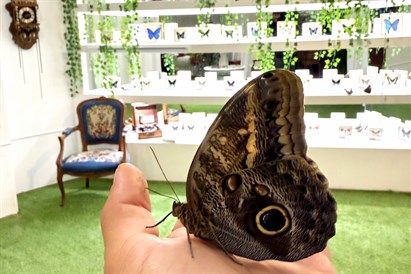Muzeum Żywych Motyli w Gdańsku - bilet dla 1 osoby