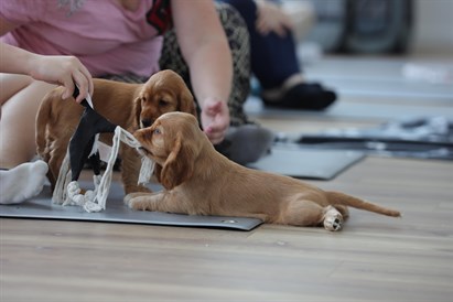 Puppy Yoga Warszawa: joga ze szczeniakami dla 1 lub 2 osób