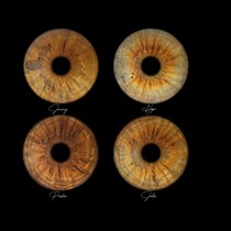 Rodzinna sesja makrofotografii oczu dla 3 lub 4 osób | Poznań