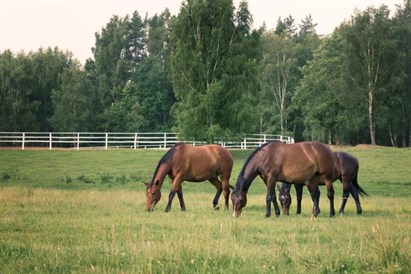 3-dniowy pobyt z nauką jazdy konnej dla początkujących SLOW dla Dwojga - Hotel Martiany 21