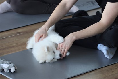 Puppy Yoga Warszawa: joga ze szczeniakami dla 1 lub 2 osób
